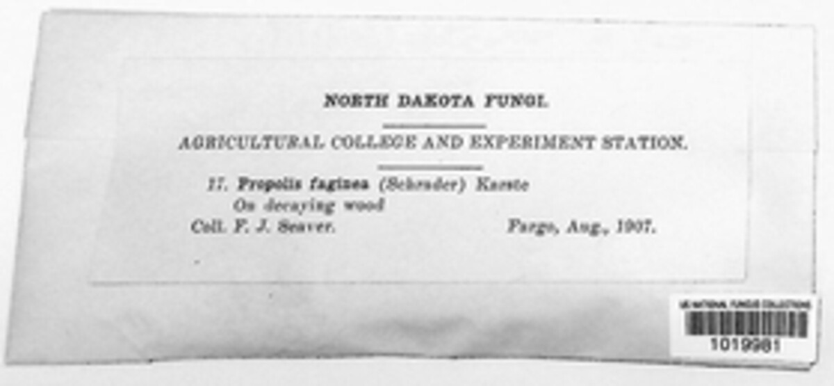 Propolis faginea image